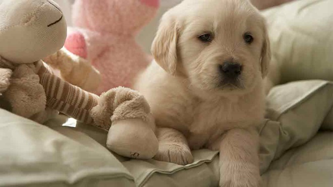 puppy on cushion with toys